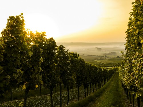 7 Reasons Why Hiring Professional Wine Movers Is A Smart Choice