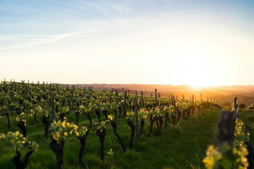 10 Tips For Secure Wine Transportation From Vineyards To Cellars